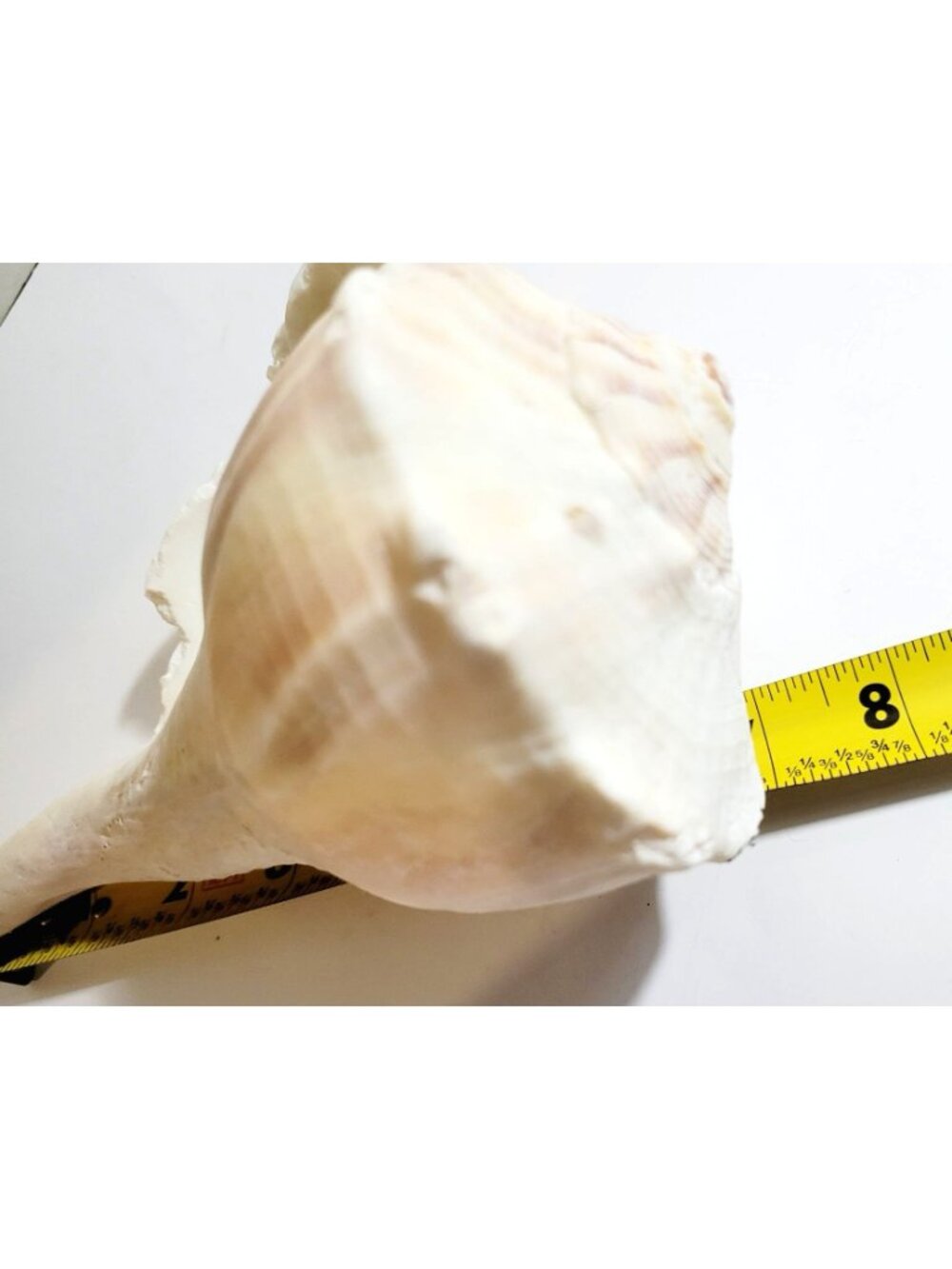 Pair of Vintage Conch Shells Beach House Decor 7.5" or Crafters Seashells - Picture 12 of 14